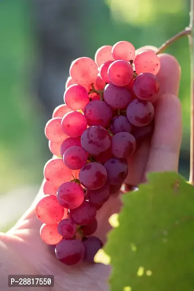 Baishnab  Grape plant 68 Grapes Plant