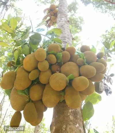 Baishnab Jack Fruit Plant Jackfruit Plant-3