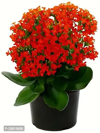 Baishnab  GET KALAN Kalanchoe Plant-thumb0