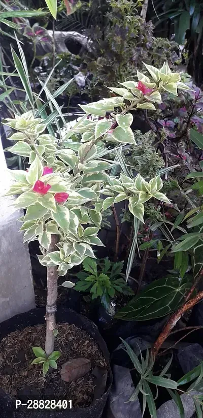 Baishnab  Bougainvillea Plant CF00040 Baugainvill