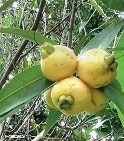 Baishnab  Hybrid Rose Apple Plant  Gulab Jamun Pla