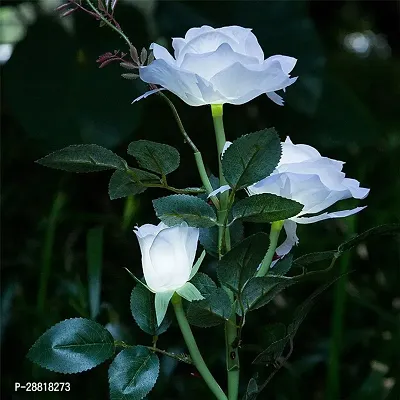 Baishnab  WHITE ROSE PLANT 05 Rose Plant-thumb0