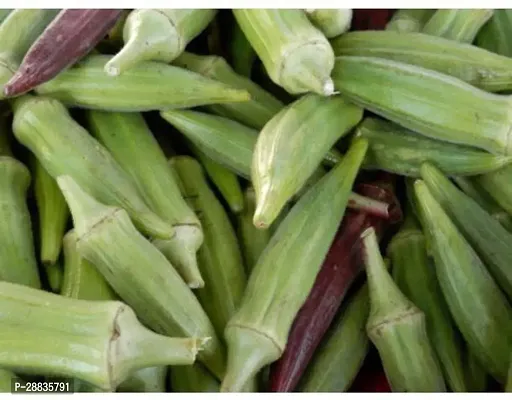 Baishnab Seed 100per packet XF267100 Green Okra 795100PIECE-thumb0