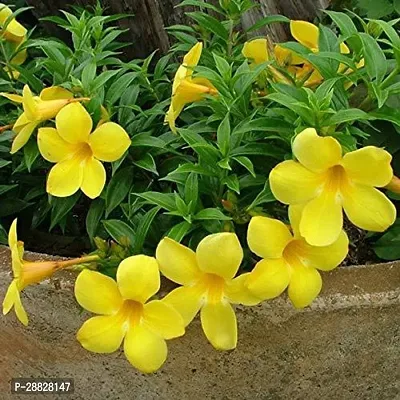 Baishnab  Allamanda flower Plant  B 011 Mandevilla-thumb0