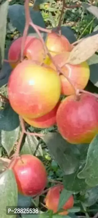 Baishnab  ap01 Apple Plant