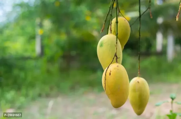 Baishnab Mango Plant CF584564594-thumb0