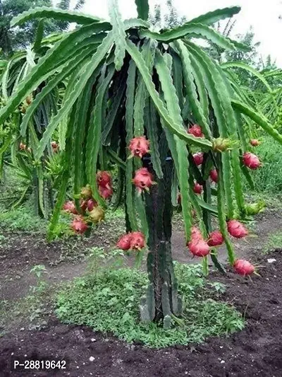 Baishnab  DRAGON FRUIT LIVE PLANT Dragon Tree-thumb0