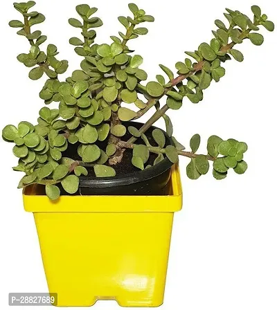 Baishnab  Natural Plant  Lucky JadeGood Luck Feng-thumb0