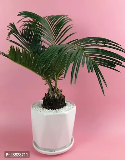 Baishnab  Cycas Revoluta Plant Live Plant CF85 Cy