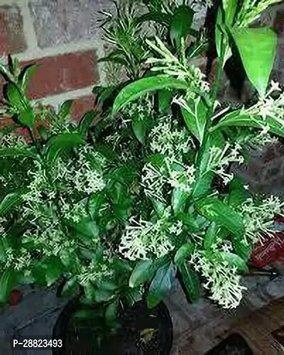 Baishnab  Hasnuhana flower plant CFO85 Jasmine P-thumb0