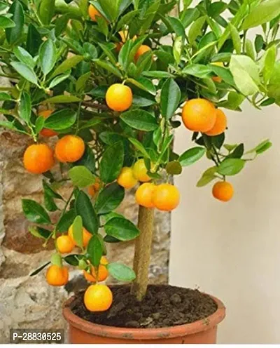 Baishnab  RH317 Orange Plant