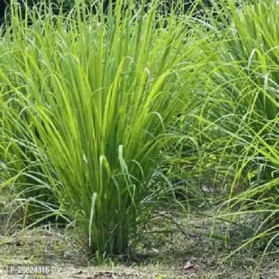 Baishnab  Lemon Grass Plant8 Lemon Grass Plant