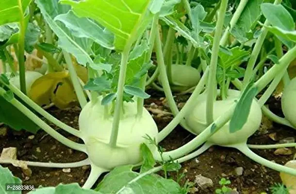 Baishnab Kohlrabi 60 per packet rbKnol Khol F1 Hybrid Vegetable Seeds   K1106460PIECE-thumb0