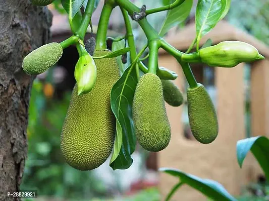 Baishnab  JackfruitKathal Live Plant CF018211 Ja-thumb0