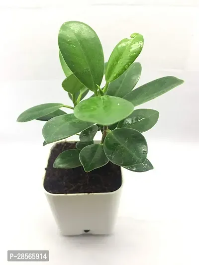 Baishnab Ficus Plant fic40