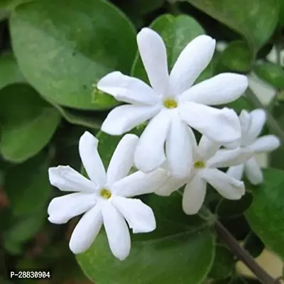 Baishnab  jasmine Flower Plant 10 Jasmine Plant-thumb0