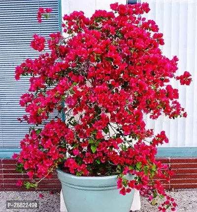 Baishnab  B627 Bougainvillea Plant