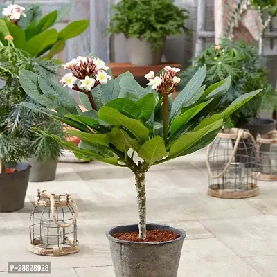 Baishnab  Plumeria Flower white  Live Plant CF48-thumb0