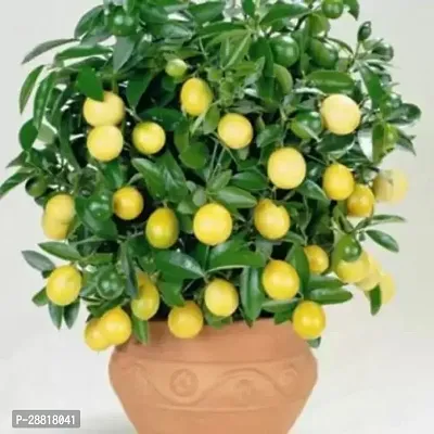 Baishnab  Lemon Tree Lemon Plant