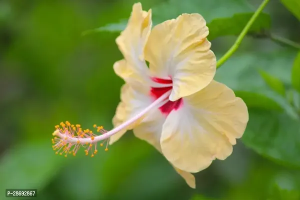 Baishnab Hibiscus Plant Hibiscus Yellow Plant CF70005