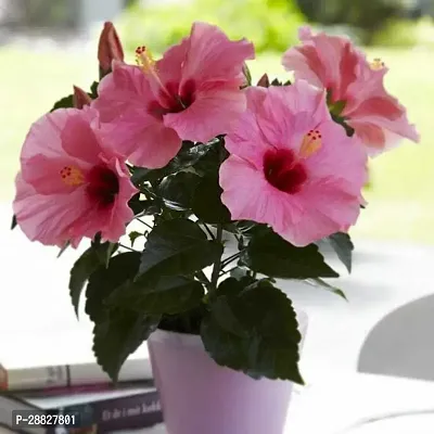 Baishnab  Hibiscus Red Live Flower Plant CF330127-thumb0