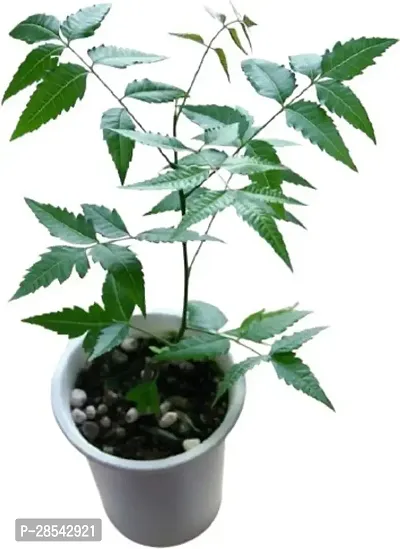 Baishnab Neem Plant GET NEEM-thumb0