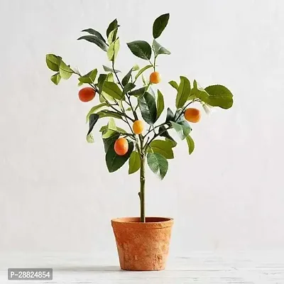 Baishnab  ca001 Orange Plant-thumb0