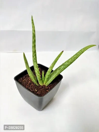 Baishnab  Aloe Vera Aloe Vera Plant