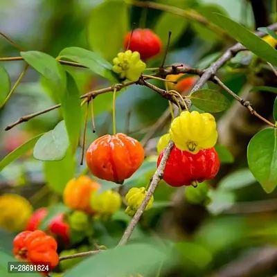 Baishnab Cherry Fruit Plant CHERRY FRUIT PLANT-C39-thumb0