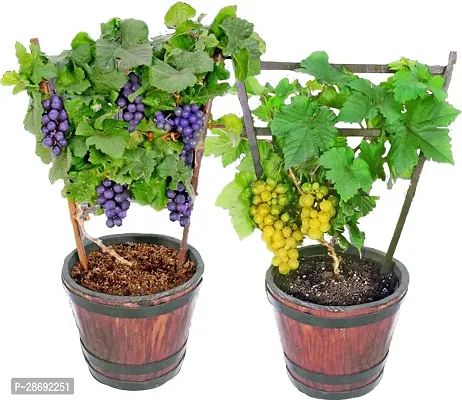 Baishnab Grapes Plant Grape, Angoor seedless, hybrid,Plant with pot (pack of 2)-thumb0