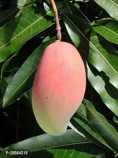 Baishnab Mango Plant Pink Ivory Mango Plant-thumb0