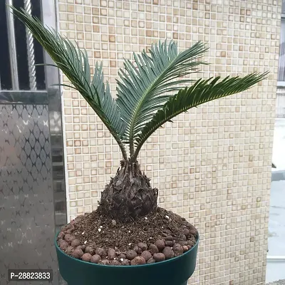 Baishnab  Cycas Revoluta Plant Live Plant CF93 Cy-thumb0