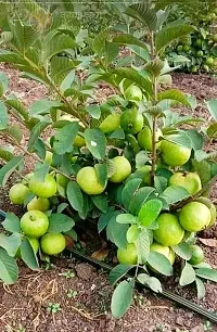 Baishnab Guava Plant Guava plant-thumb2