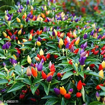 Baishnab chilli seed 90 ps ffrOrnamental Hot Chilli Organic Seeds90PIECE-thumb0