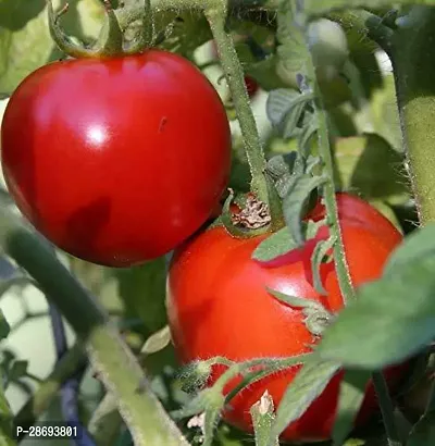 Baishnab Tomato Plant YGHV265-thumb0