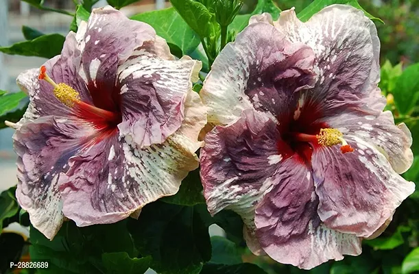 Baishnab  Hybrid Hibiscus Flower Live PlantCF380