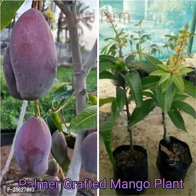 Baishnab  Palmer Grafted Mango Live Plant CF09105