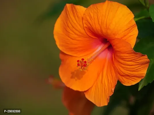 Baishnab Hibiscus Plant Pune Veraites Orange HibiscusJobaV-2 Live Plant-thumb2