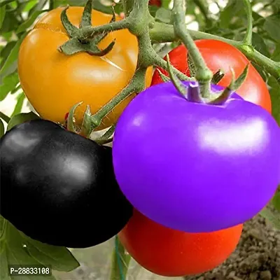 Baishnab tomato seed 500 ps kkyDwarf Rainbow Tomato Seeds500PIECE-thumb0