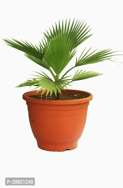 Baishnab  PLT091 Latania Palm Plant-thumb0