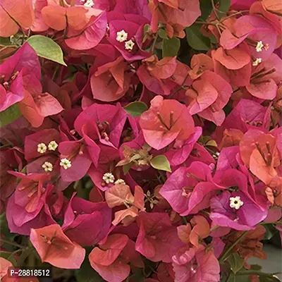 Baishnab  HVLIVE227 Bougainvillea Plant-thumb0