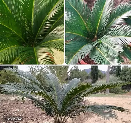 Baishnab  Cycas Revoluta Plant Live Plant CF134 C-thumb0