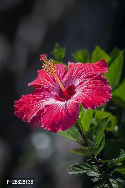 Baishnab  Hibiscus Red Plant CF70068 Hibiscus Pla-thumb0