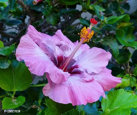 Baishnab  Hibiscus Blue Live Flower Plant CF42413