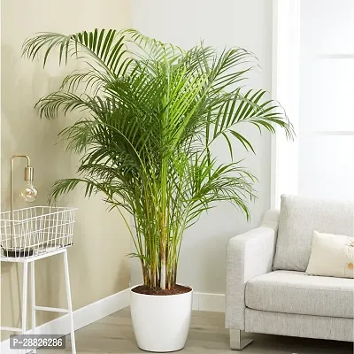 Baishnab  hybride arica plam Areca Palm