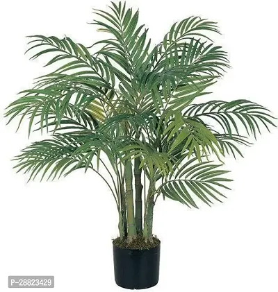 Baishnab  Areca Plam Areca Palm-thumb0