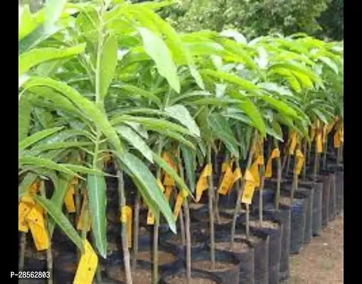 Baishnab Mango Plant MANGO_JAPANESE_VARIETY_180-thumb0