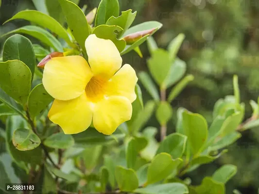 Baishnab  golden trumpet Thunberjia Plant