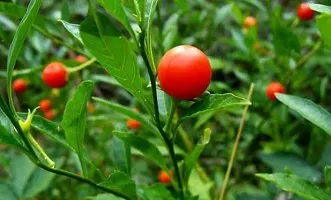 Baishnab AshwagandhaIndian Ginseng Sarpagandha Plant-thumb2