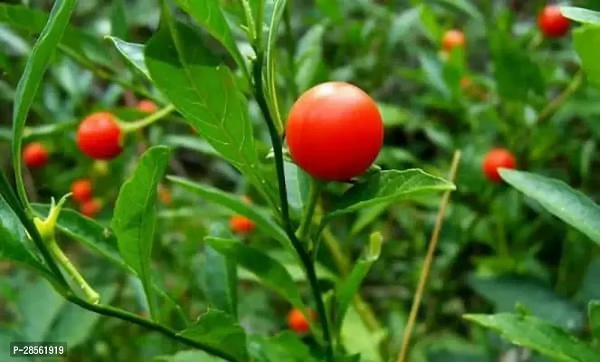 Baishnab AshwagandhaIndian Ginseng Sarpagandha Plant-thumb3